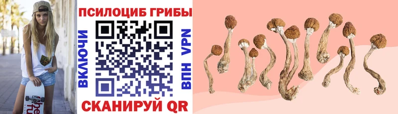 Псилоцибиновые грибы Cubensis  Чадан 